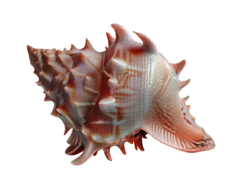 Conch shell v11 3D-Modell