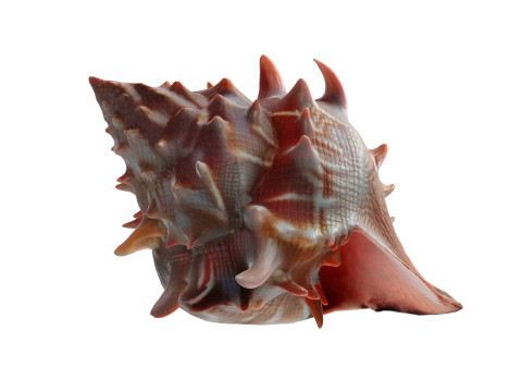 Conch shell v11 3D मॉडल