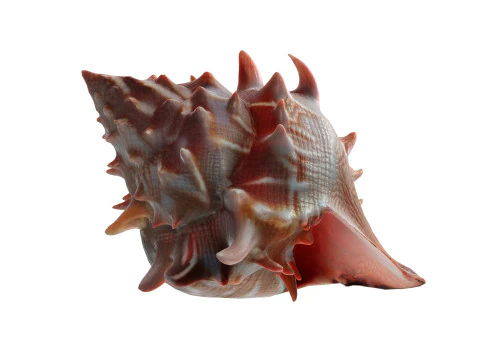 조가비 껍질 v11 3D 모델