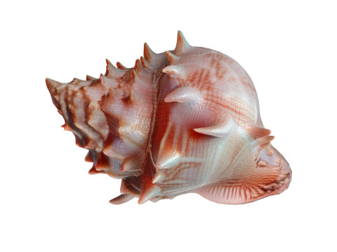 Conch shell v11 3D मॉडल