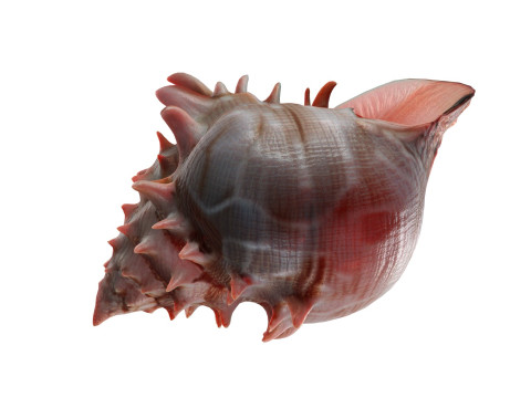 Conch shell v11 3D मॉडल