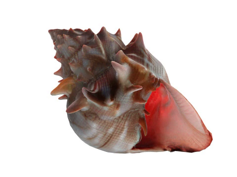 조가비 껍질 v11 3D 모델