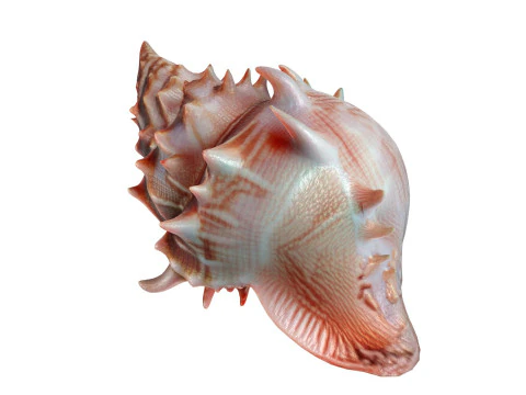 조가비 껍질 v11 3D 모델