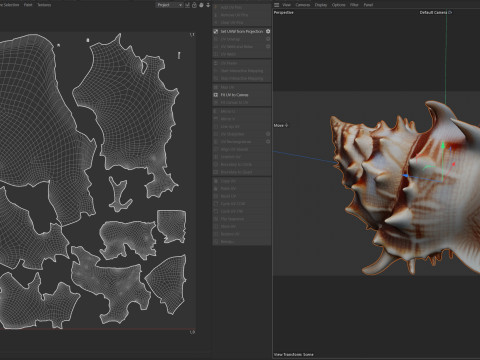 Conch shell v11 3D मॉडल