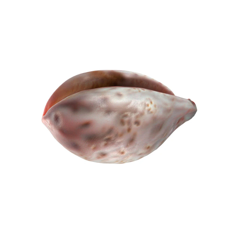 Conch shell v12 3D Model .c4d .max .obj .3ds .fbx .stl .blend 
