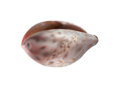 Concha de caracola v12 Modelo 3D