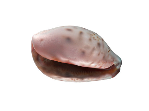 Conch shell v12 Model 3D