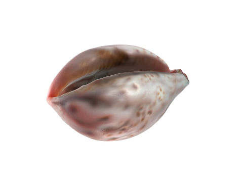 Conch shell v12 Model 3D