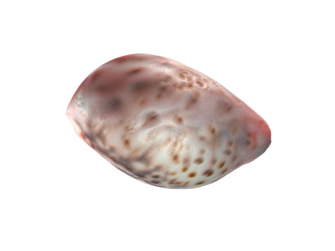 Conch shell v12 Model 3D