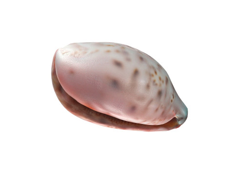 Conch shell v12 Model 3D