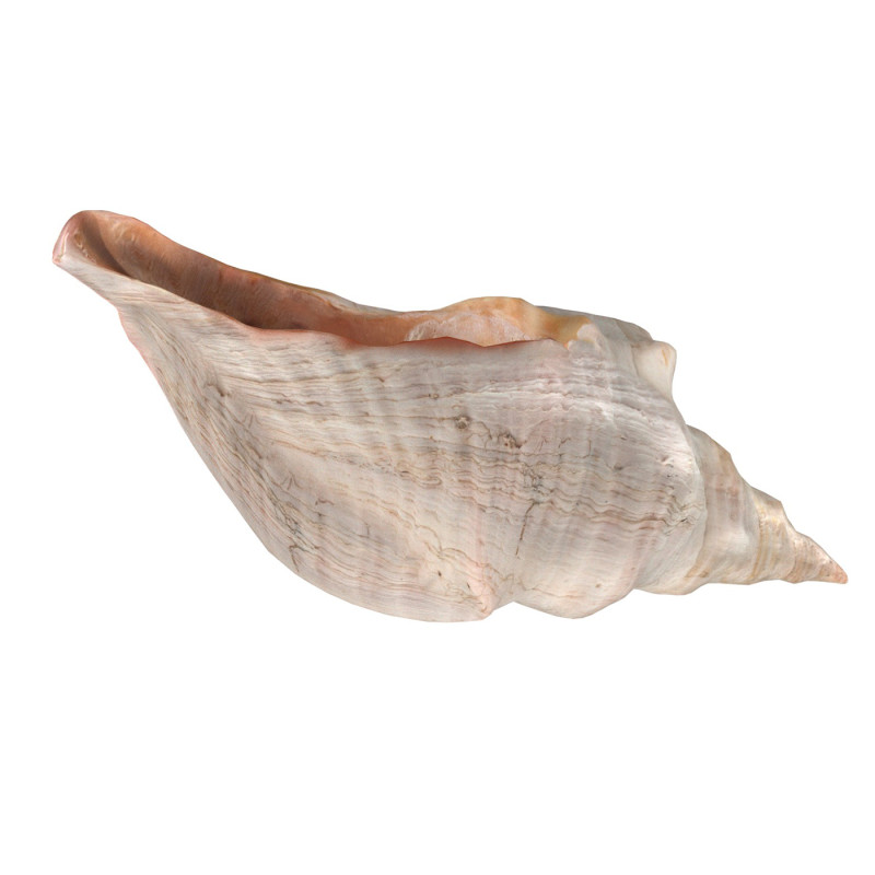 Horse conch 3D Модель .c4d .max .obj .3ds .fbx .stl .blend