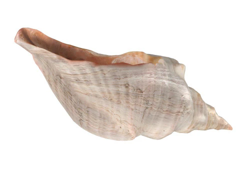 Horse conch 3D Model