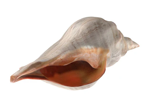 Concha de cavalo Modelo 3D