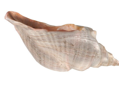 Horse conch 3D Модель
