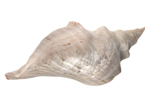 Concha de cavalo Modelo 3D