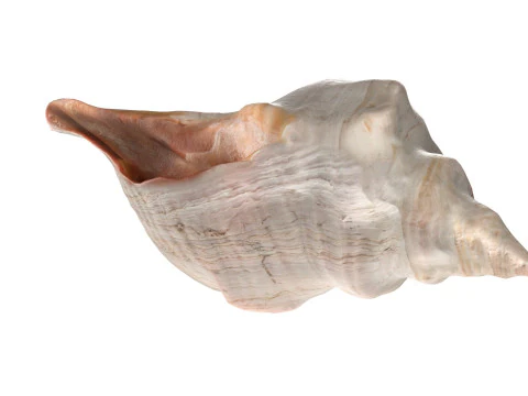 Concha de cavalo Modelo 3D