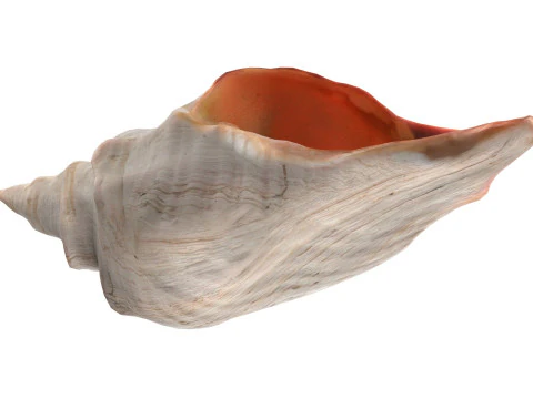 Concha de cavalo Modelo 3D