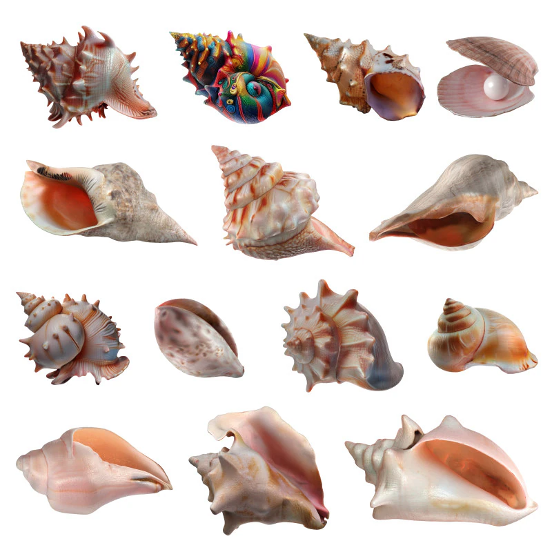 Conch Shell Collection 3D Model .c4d .max .obj .3ds .fbx .stl .blend 