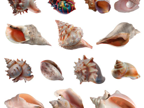 Conch Shell Collection 3D Model