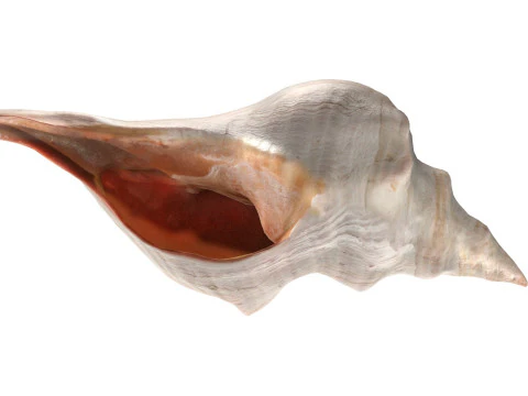 Conch Shell Collection 3D Model