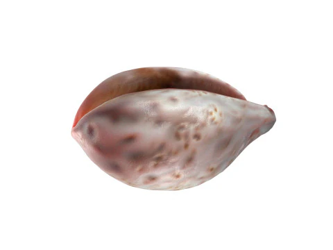 Conch Shell Collection 3D Model