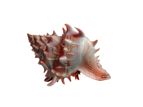 Conch Shell Collection 3D Model