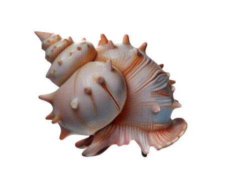 Conch Shell Collection 3D Model