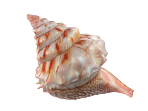 Conch Shell Collection 3D Model