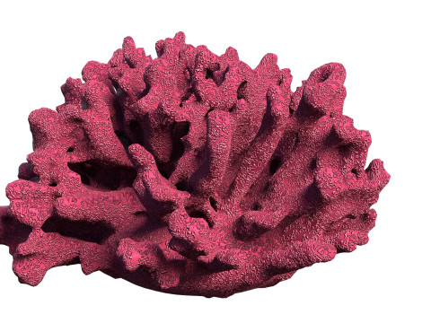 Coral reef V1 3D 模型