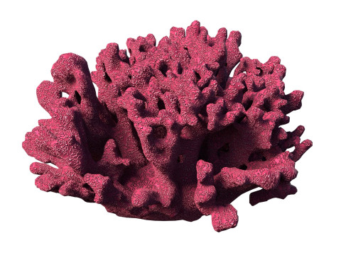 Coral reef V1 3D 模型