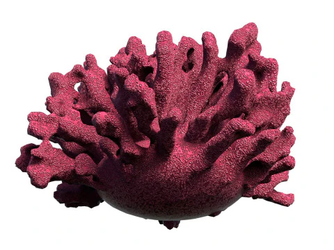 Coral reef V1 3D Model