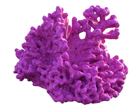 Coral reef v2 Modelo 3D