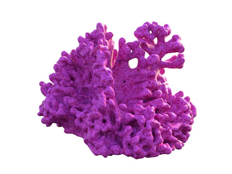 Coral reef v2 Modèle 3D