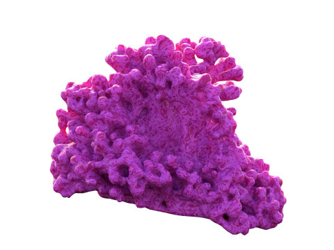 Coral reef v2 Modèle 3D