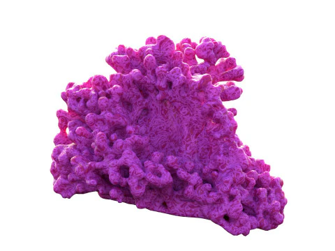 Recife de coral v2 Modelo 3D