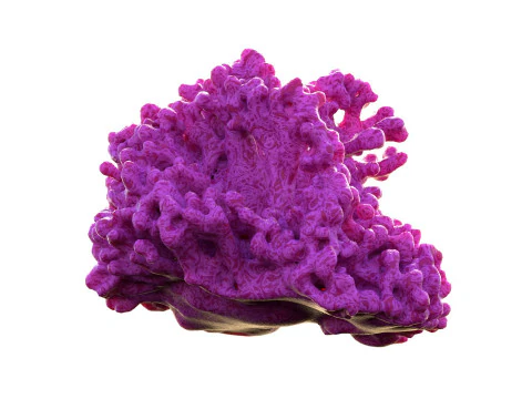 Recife de coral v2 Modelo 3D