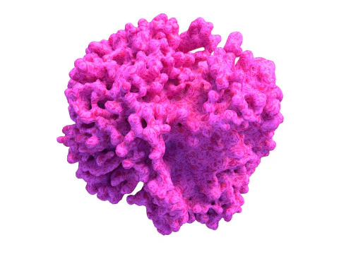 Recife de coral v2 Modelo 3D