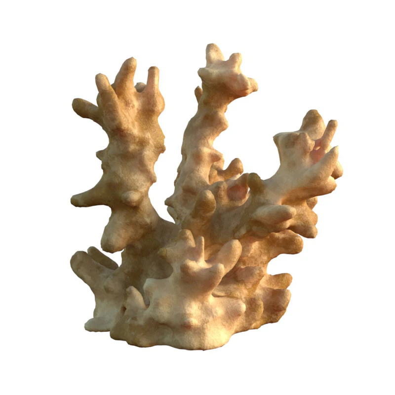 Coral reef v3 3D Model .c4d .max .obj .3ds .fbx .stl .blend 