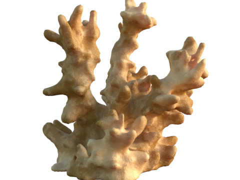 Coral reef v3 Modelo 3D