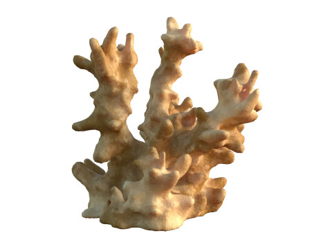 Coral reef v3 3D Model