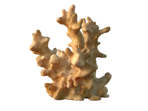 Coral reef v3 3D Model