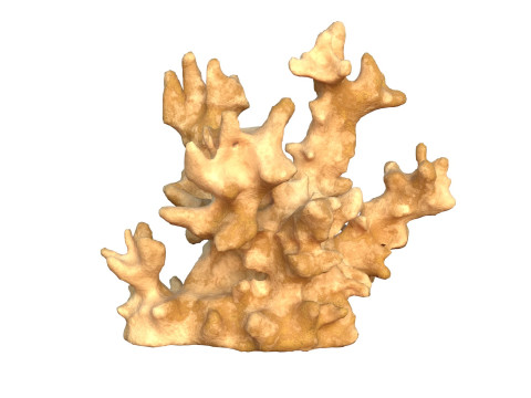 Coral reef v3 3D Model