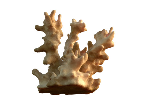 Coral reef v3 3D Model