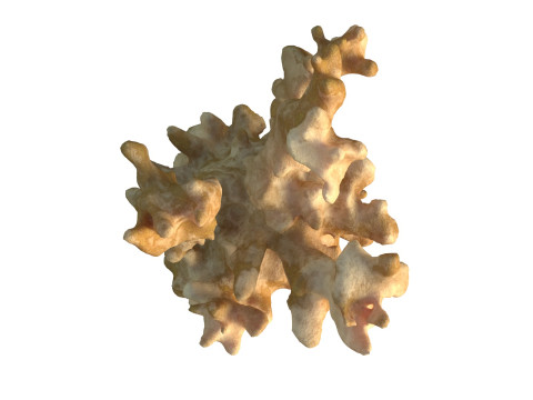 Coral reef v3 3D Model