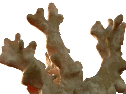 Coral reef v3 3D Model