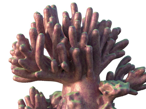 Coral reef v4 3D Model