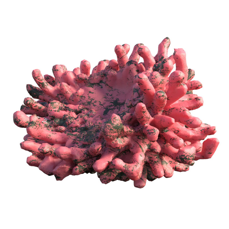 Coral reef v5 Modelo 3D .c4d .max .obj .3ds .fbx .stl .blend