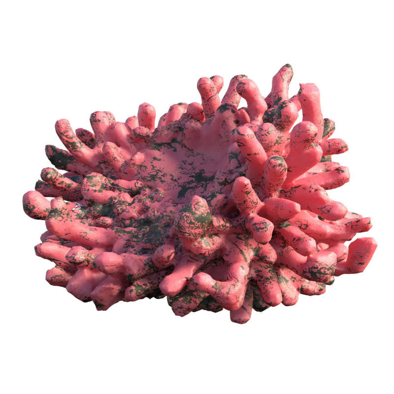 Coral reef v5 3D Model .c4d .max .obj .3ds .fbx .stl .blend 