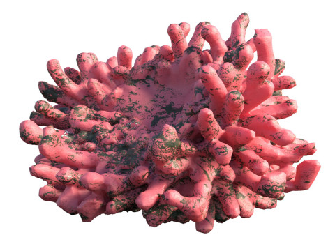Coral reef v5 Modelo 3D