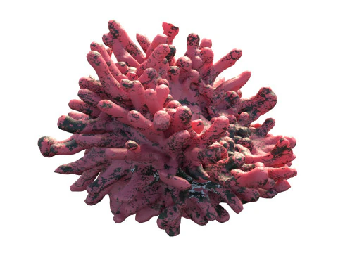 Coral reef v5 3D Model